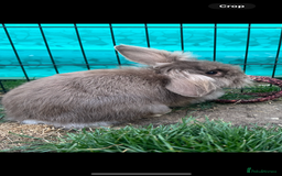 Dwarf Lop rabbits for sale: 2 female rabbits  - Image 2