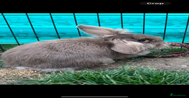 Dwarf Lop rabbits - Advert 5