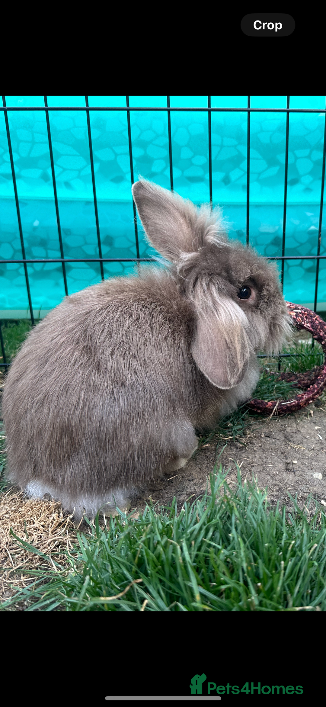 Dwarf Lop rabbits for sale: 2 female rabbits  - Image 2