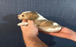 Cocker Spaniel dogs for sale: Gorgeous shoe type cocker spaniel  - Image 3