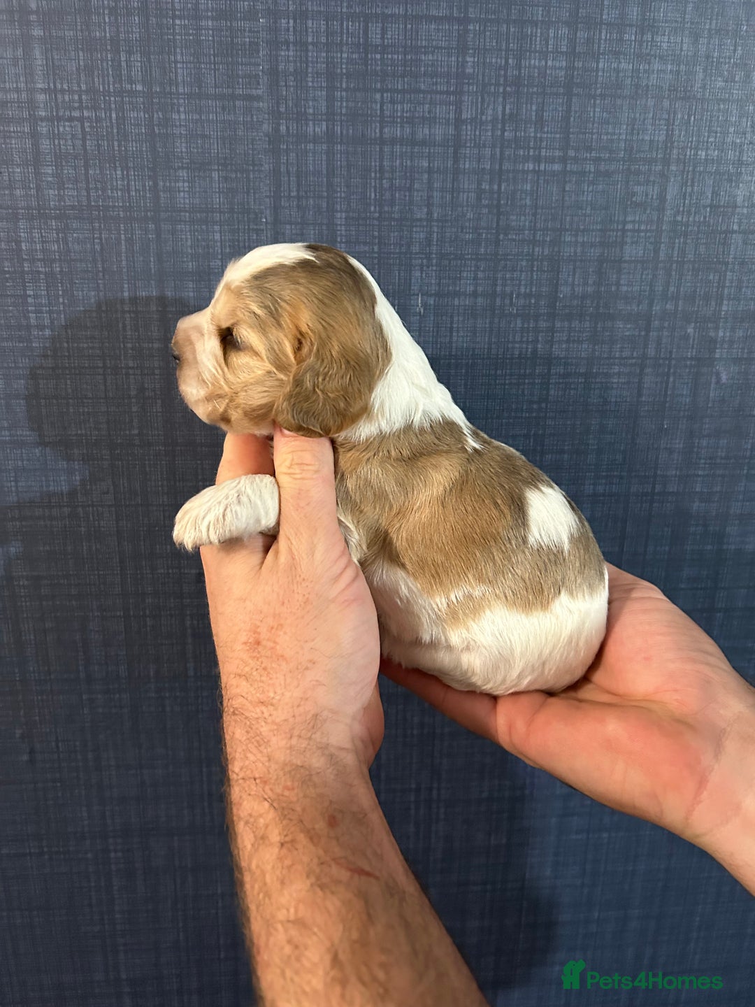 Cocker Spaniel dogs for sale: Gorgeous shoe type cocker spaniel  - Image 3