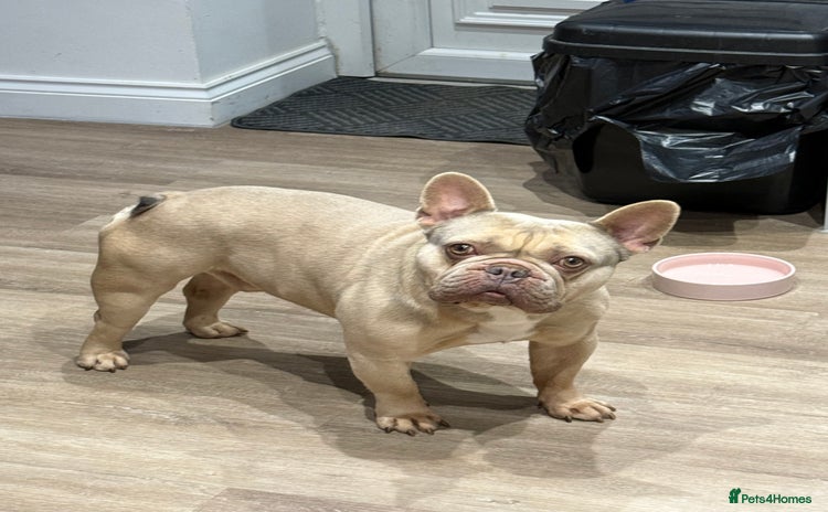 French Bulldog dogs - Advert 8
