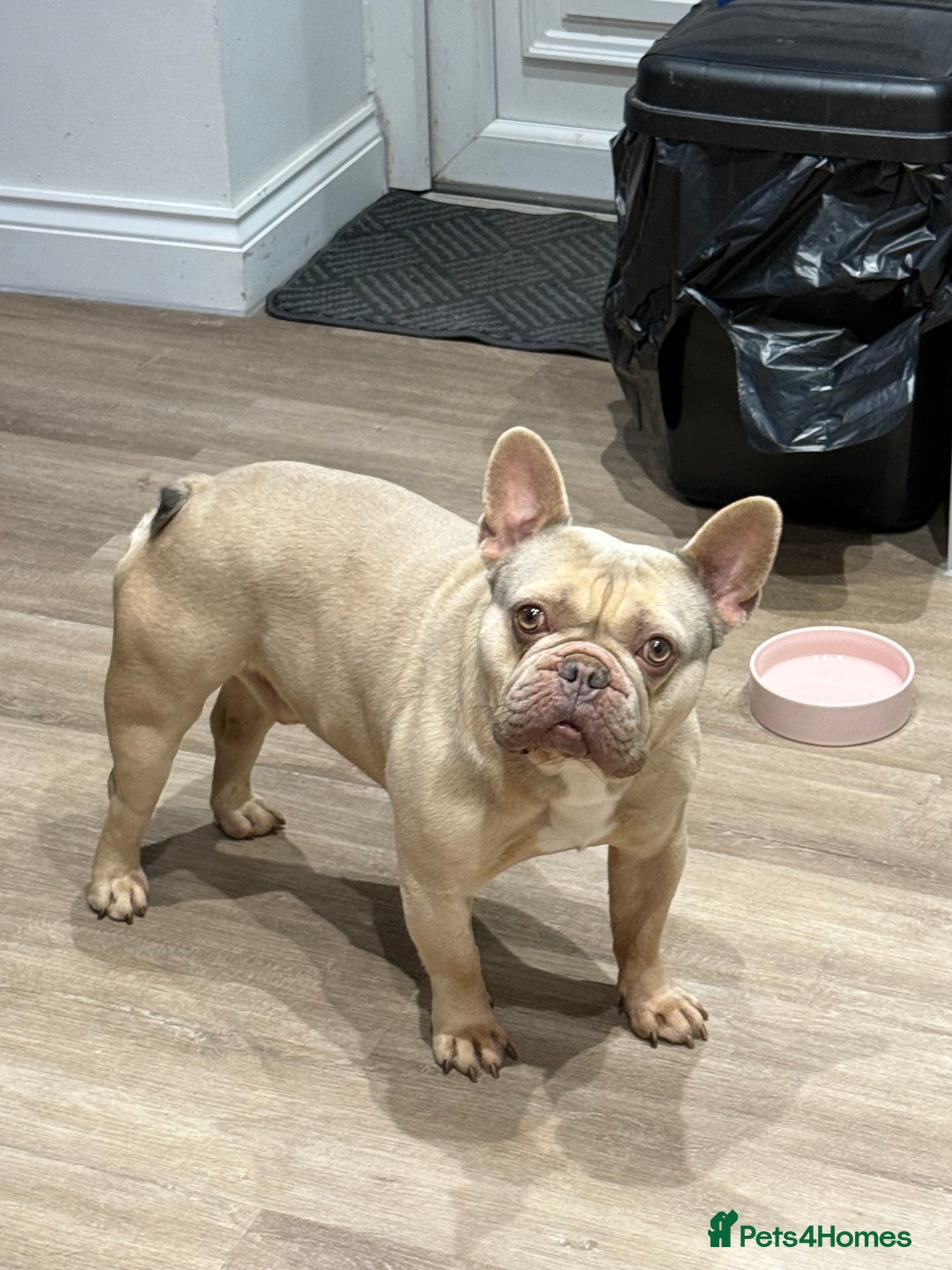 French Bulldog dogs for sale: Lilac Fawn French Bulldog  - Image 1