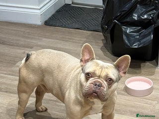 French Bulldog dogs - Advert 31