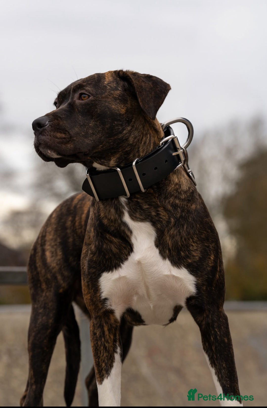 Mixed Breed dogs for sale: Fun Loving Companion - Advert 7