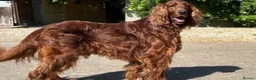 Mixed Breed dogs for sale: ☘️🐾Golden Irish puppies available ☘️🐾 - Advert 19