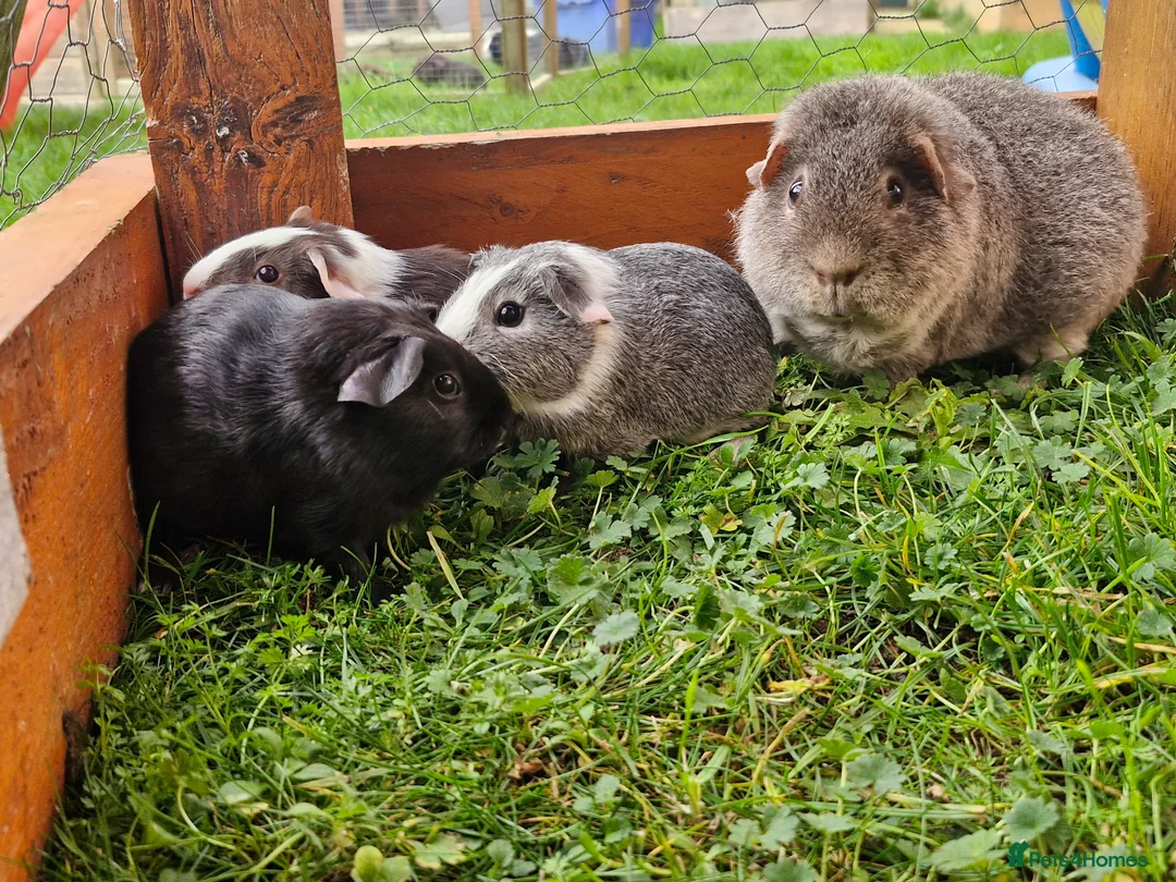 Guinea Pig rodents for sale: Baby guineas  - Advert 3