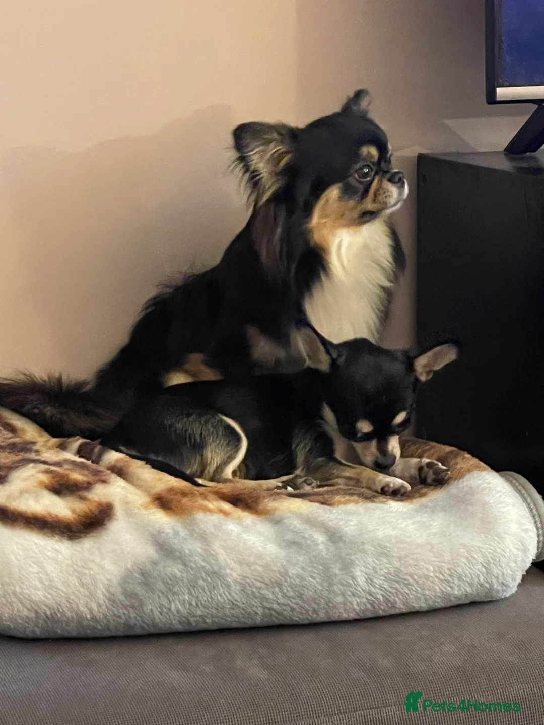 Chihuahua dogs for sale: KC Registered Long Coat Chihuahua Male - Advert 8