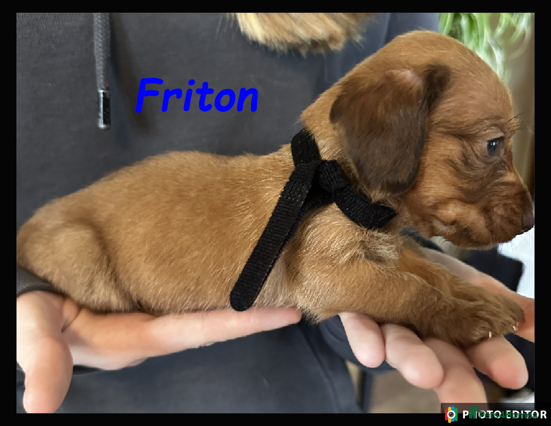 Dachshund dogs for sale: Beautiful Dachshunds ❤️❤️ - Advert 2