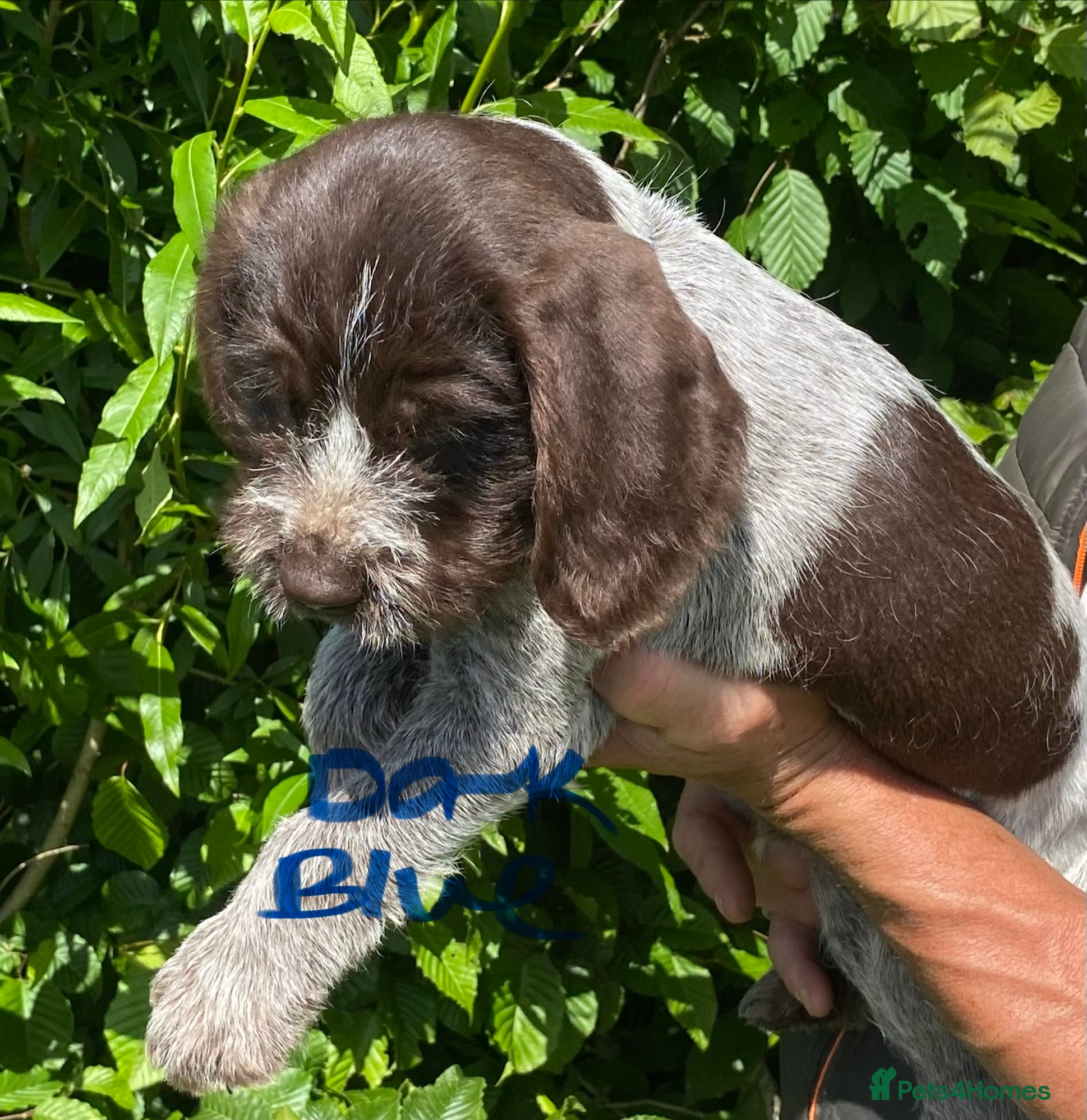 German Wirehaired Pointer dogs KC Registered German Wirehaired Pointer Puppies - Advert 2