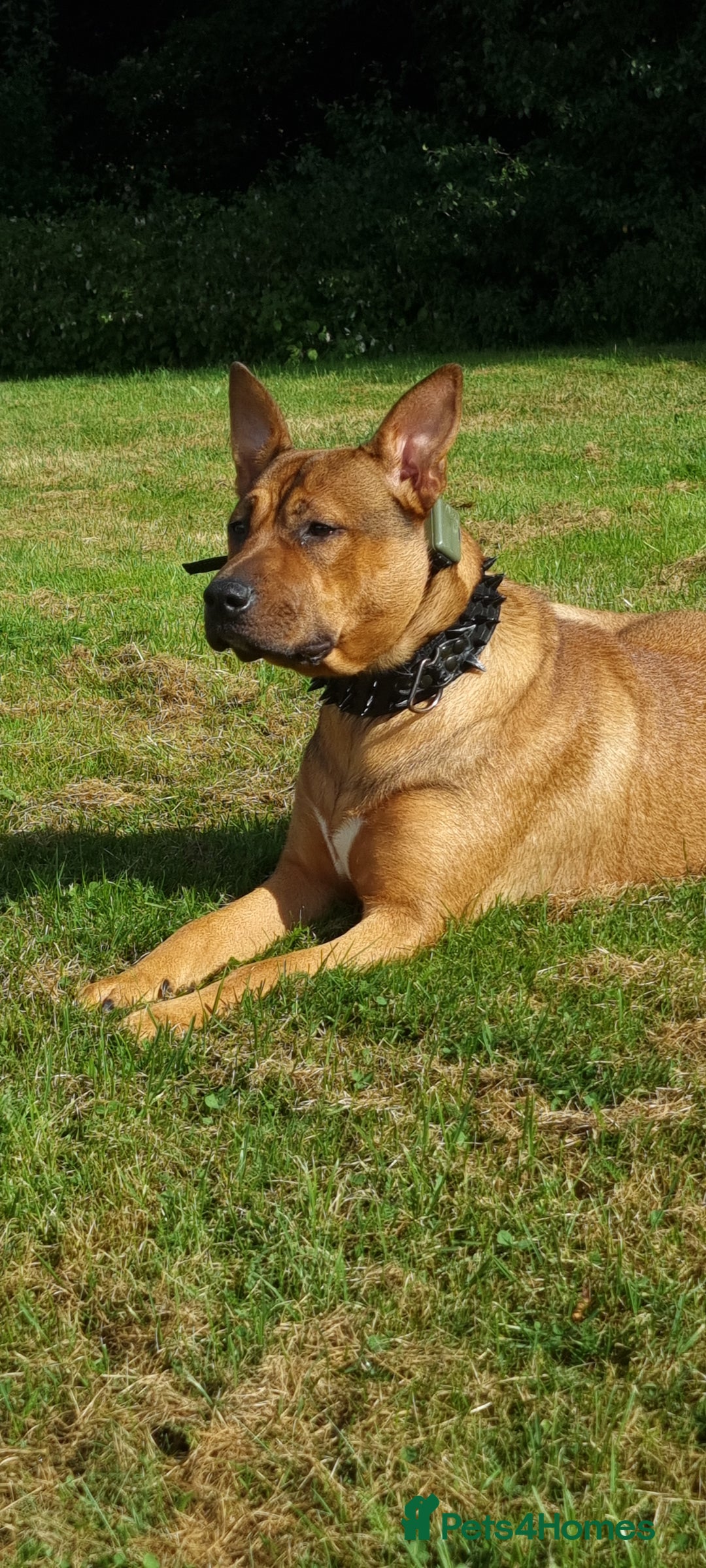 Mixed Breed dogs for sale: Female Mix Staffy - Advert 4