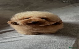 Toy Poodle dogs for stud: Gorgeous Red Toy Poodle For Stud - Image 3