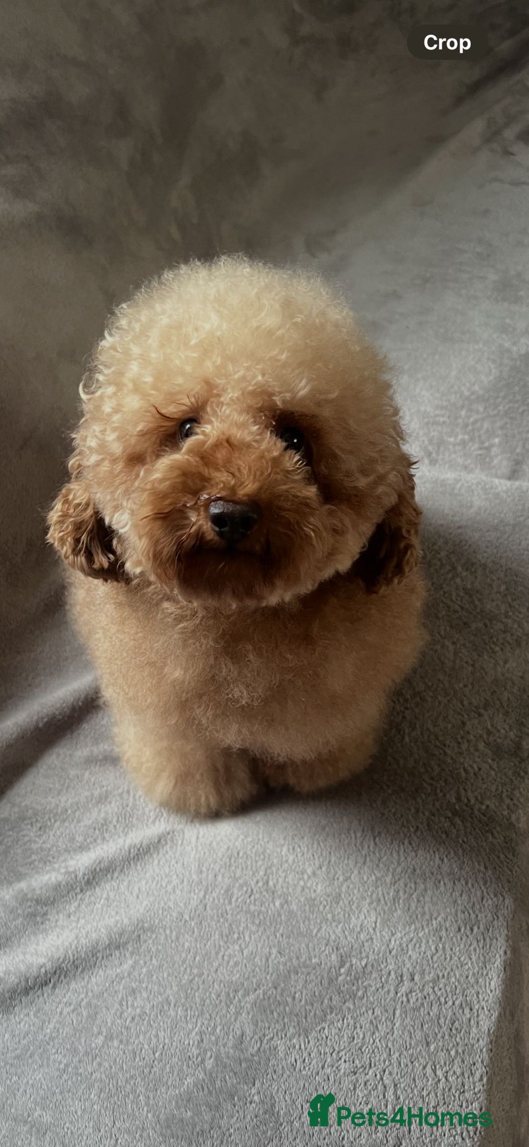 Toy Poodle dogs for stud: Gorgeous Red Toy Poodle For Stud - Image 3