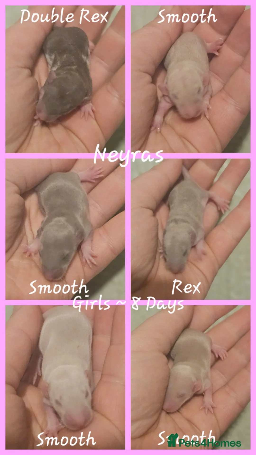 Rat rodents for sale: Rex, Smooth, Double Rex, Dumbo Baby Rats - Advert 3