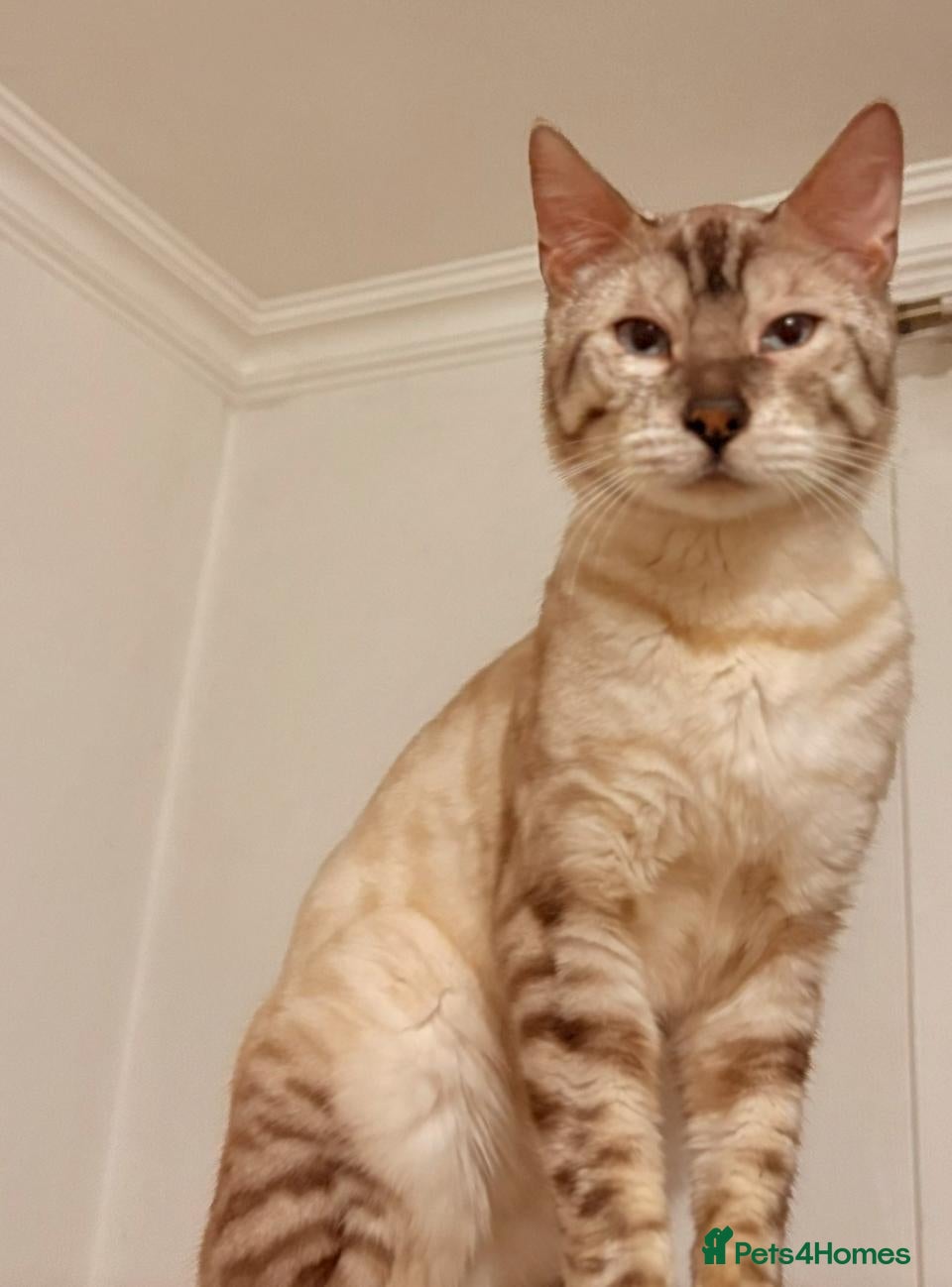 Bengal cats Snow Bengal Urgent rehome - Advert 1