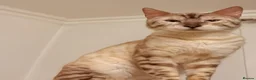 Bengal cats for sale: Snow Bengal Urgent rehome in Rowley Regis - Advert 1