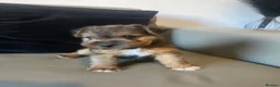 Lakeland Terrier dogs for sale: Lakeland terrier Puppys  - Advert 13