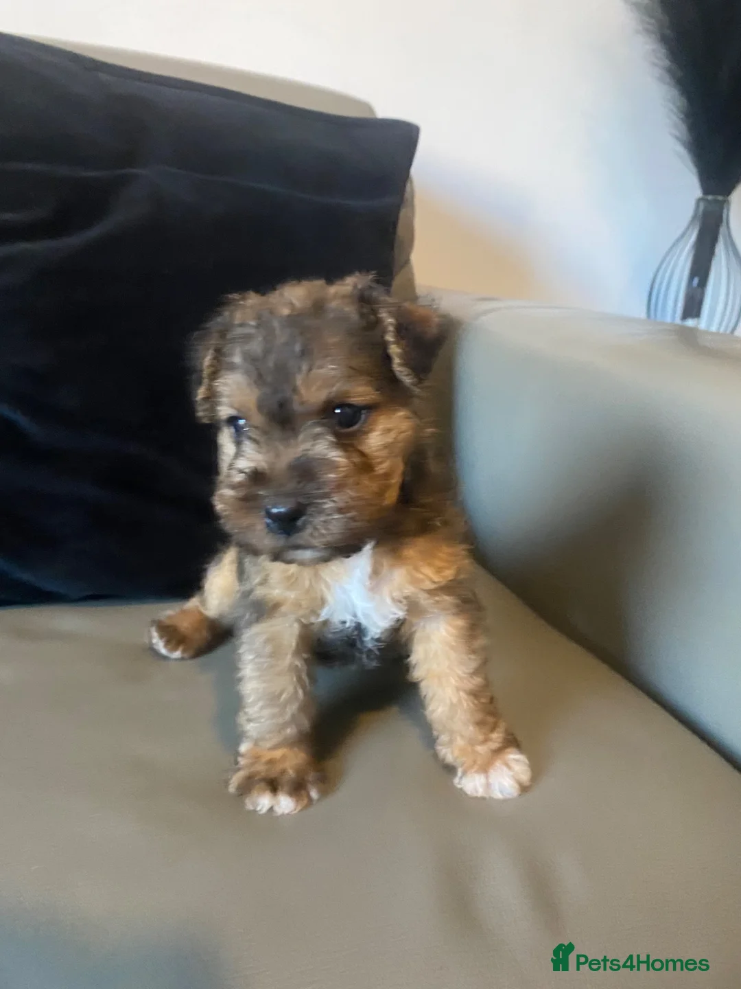 Lakeland Terrier dogs for sale: Lakeland terrier Puppys  - Advert 13
