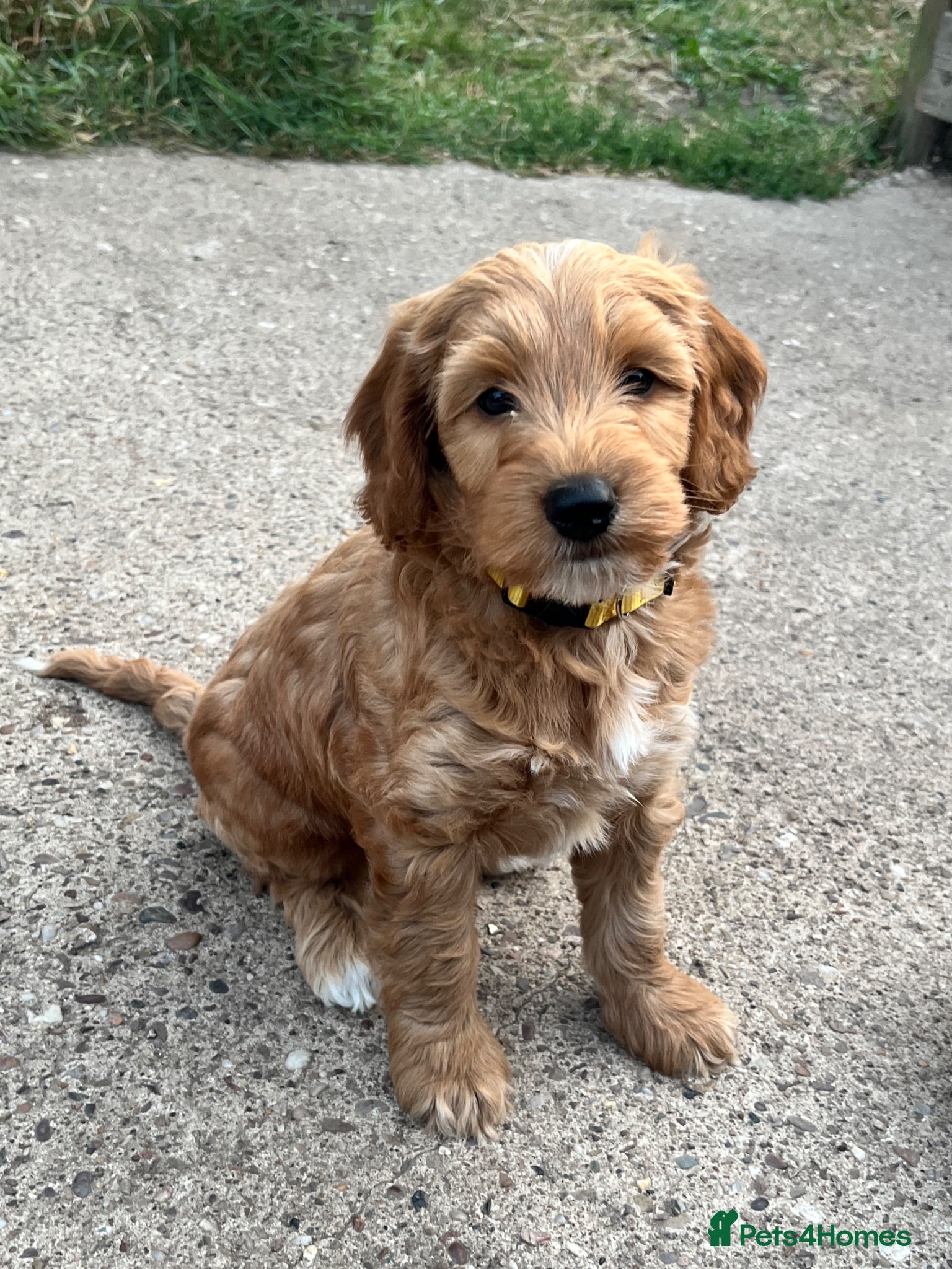 Cockapoo dogs 🌟Golden Cockapoos🌟 - Advert 16