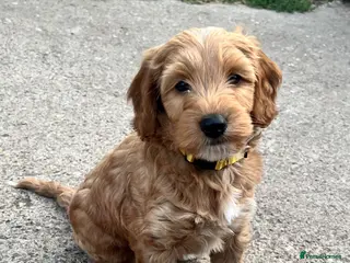 Cockapoo dogs 🌟Golden Cockapoos🌟 - Advert 16