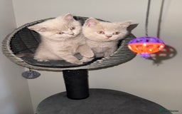 British Shorthair cats for sale: ONE LEFT Chunky Lilac GCCF British Shorthair Male - Image 7