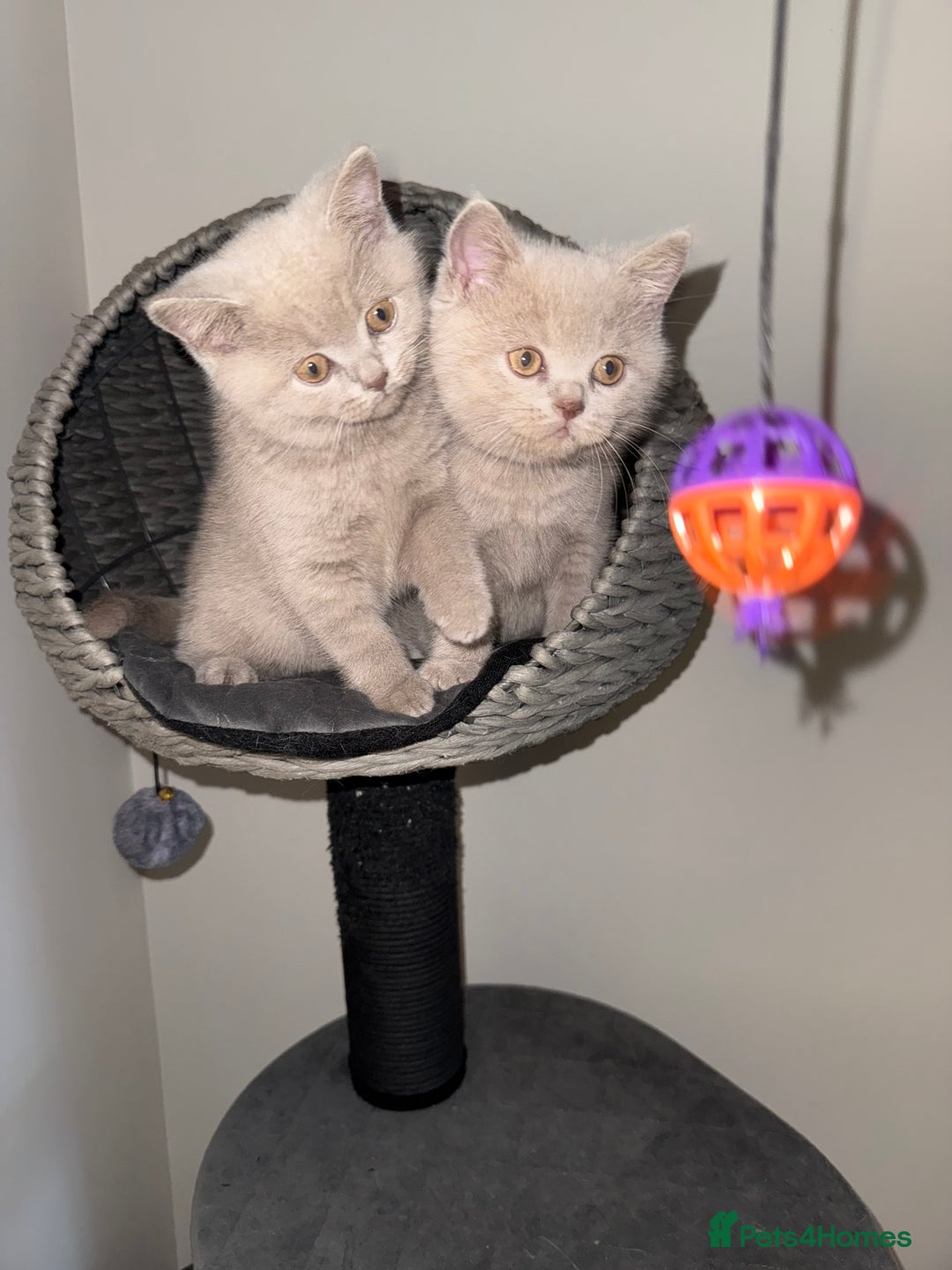 British Shorthair cats for sale: ONE LEFT Chunky Lilac GCCF British Shorthair Male - Image 7