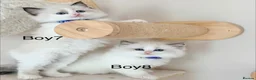 Ragdoll cats for sale: Stunning Champion bloodline TICA Ragdoll kittens - Advert 11