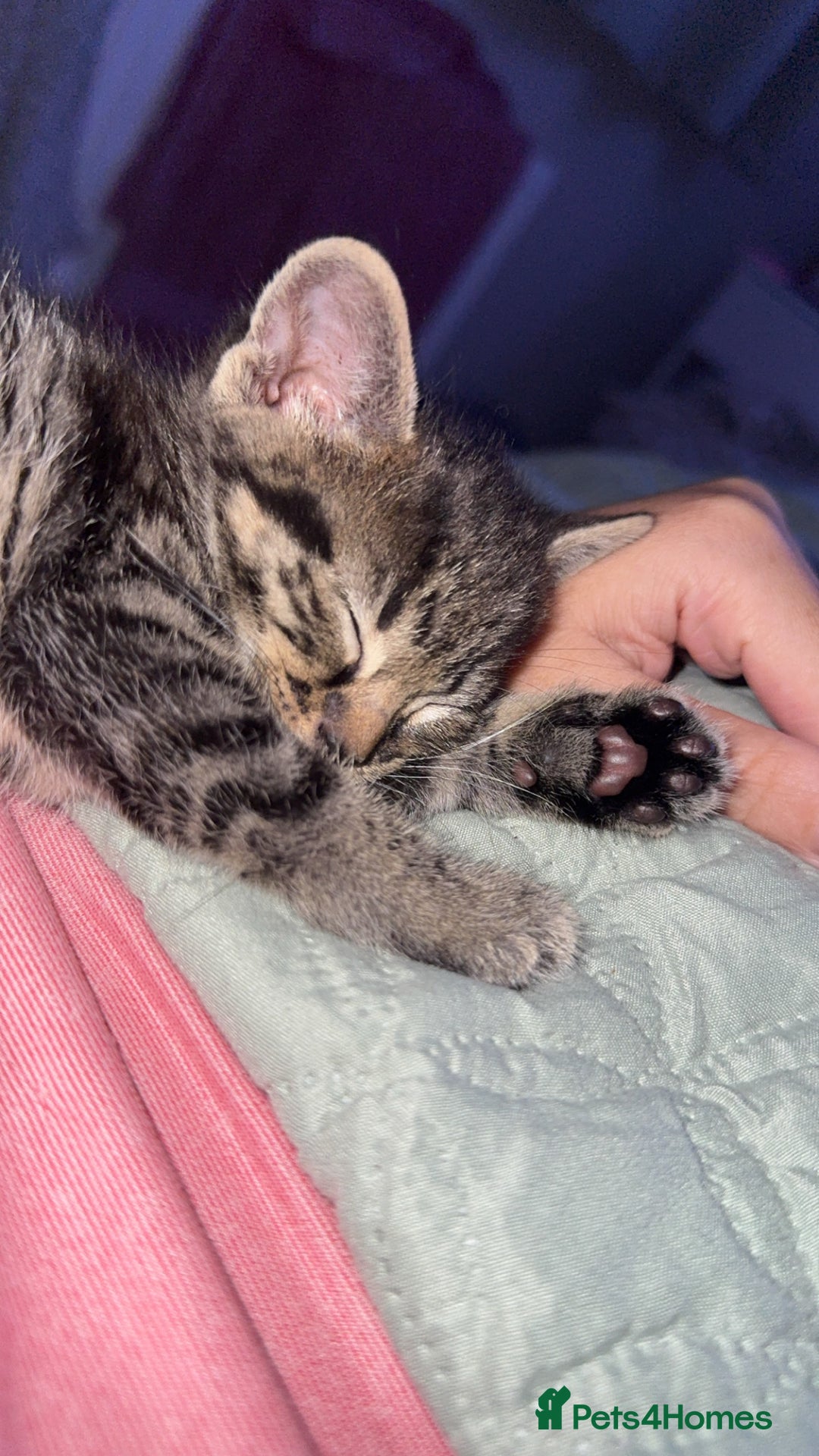 Mixed Breed cats for sale: Gorgeous Kittens ready to go in 2 weeks - Advert 14