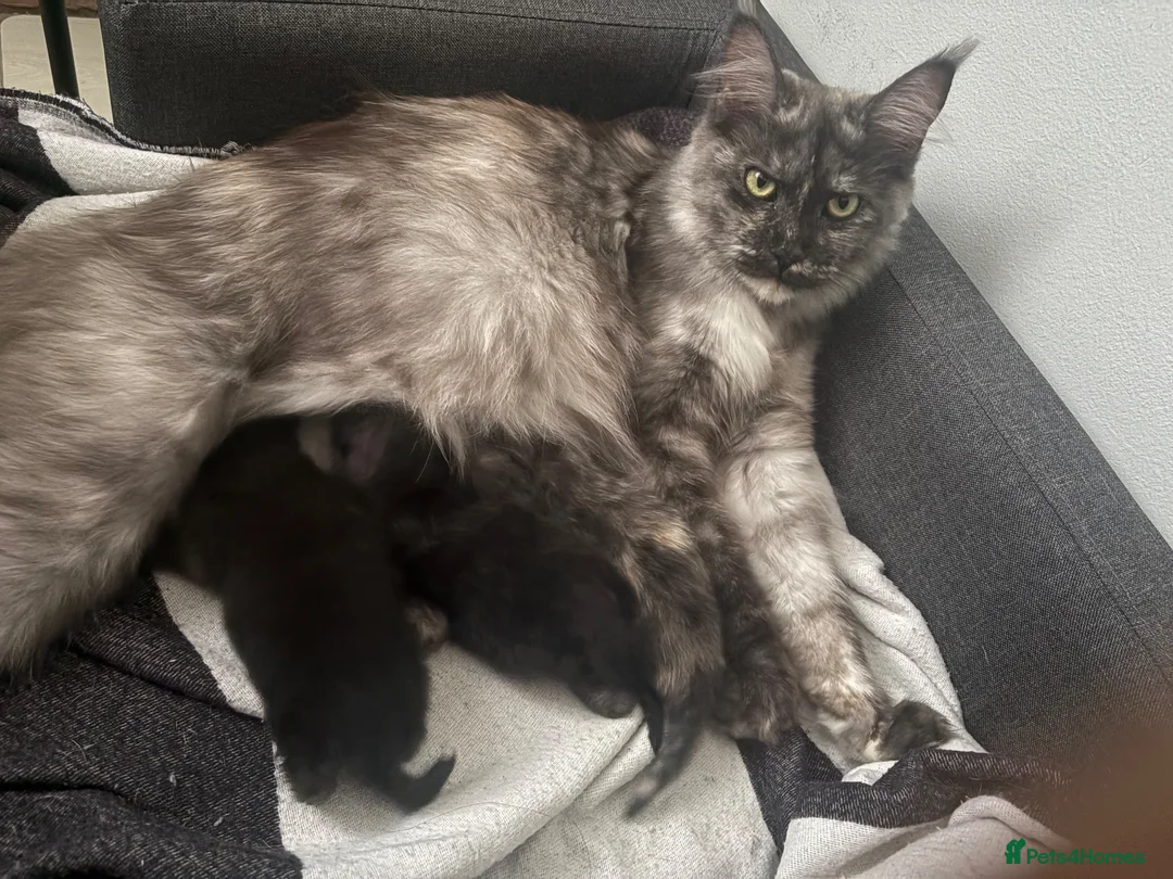 Maine Coon cats for sale: Stunning black smoke Maine coon - Advert 1