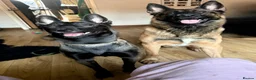 Belgian Shepherd Dog dogs for sale: last Belgian shepherd Harry READY TO GO - Advert 7