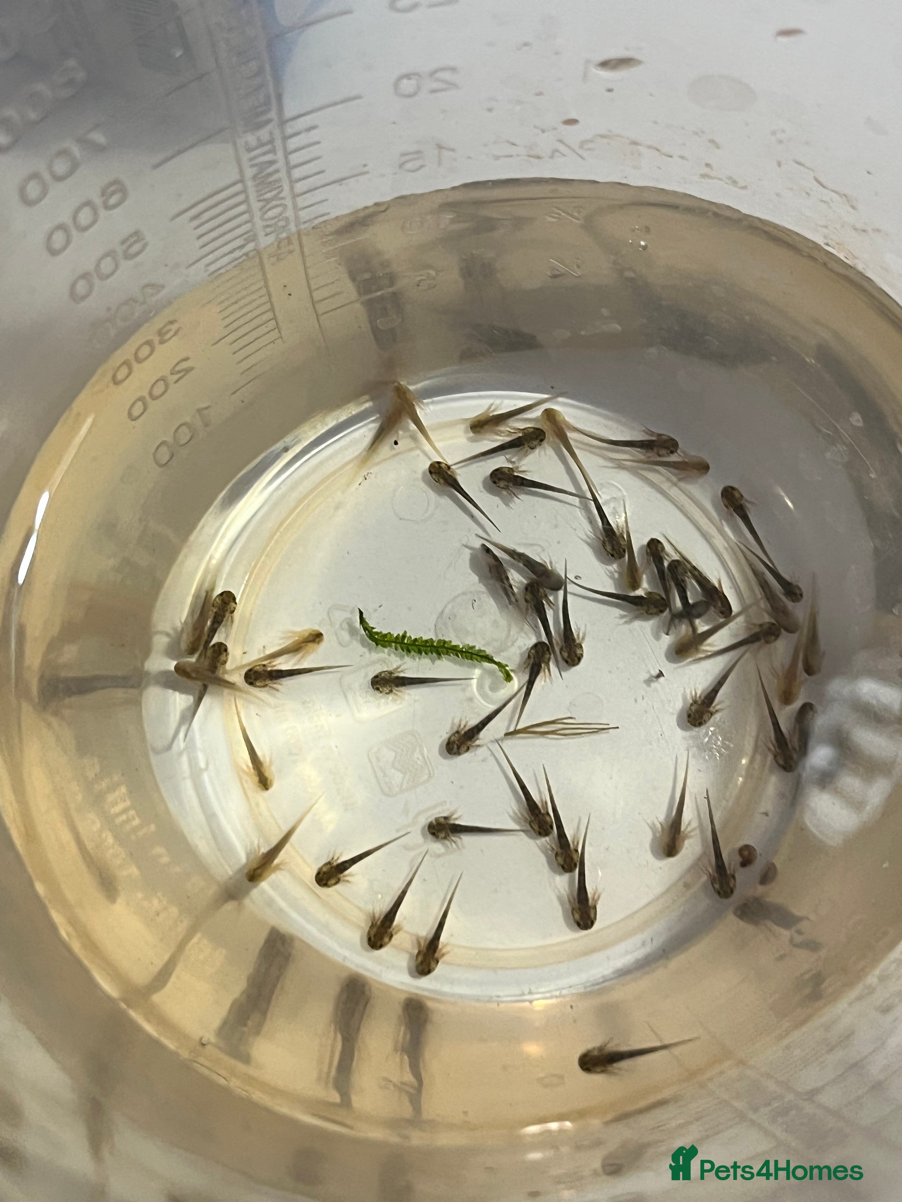 Other/Mixed Breed fish Baby axolotls  - Advert 8