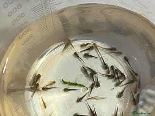 Other/Mixed Breed fish Baby axolotls - Advert 12
