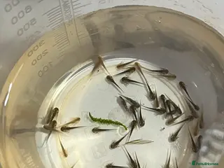 Other/Mixed Breed fish Baby axolotls - Advert 8