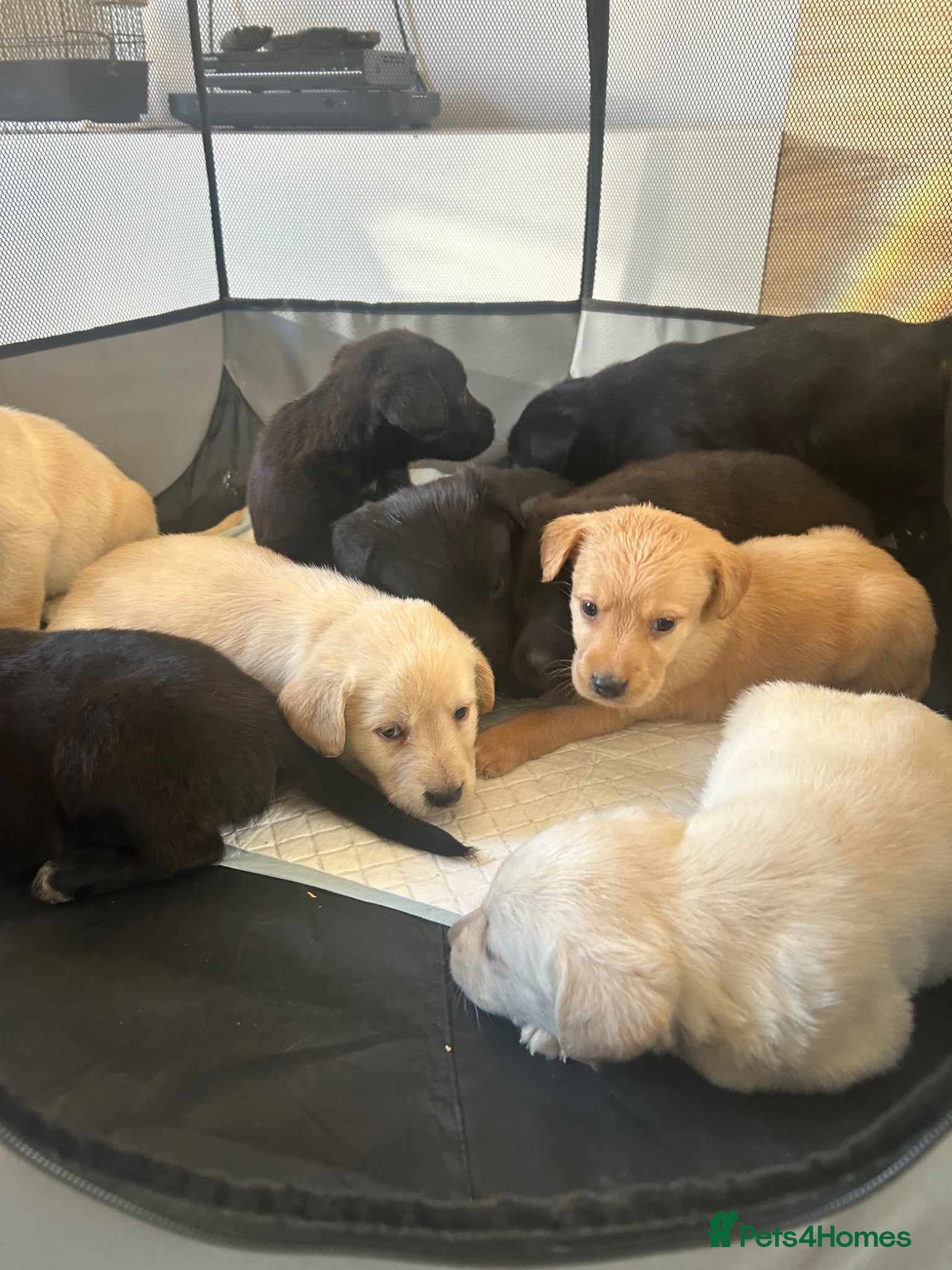 Labradoodle dogs Amazing labradoodle pups - Advert 16