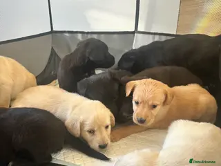 Labradoodle dogs Amazing labradoodle pups - Advert 16