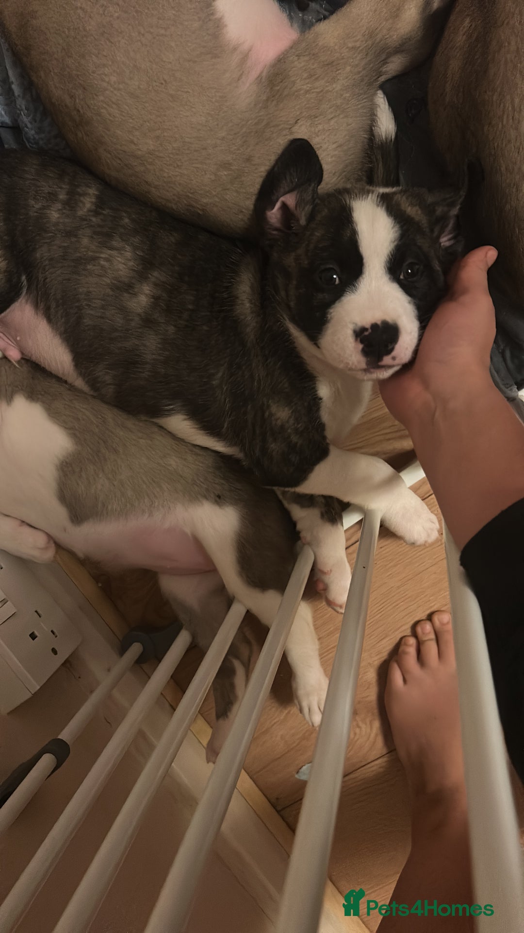 Mixed Breed dogs for sale: American bulldog x bullmastiff puppies - Advert 4