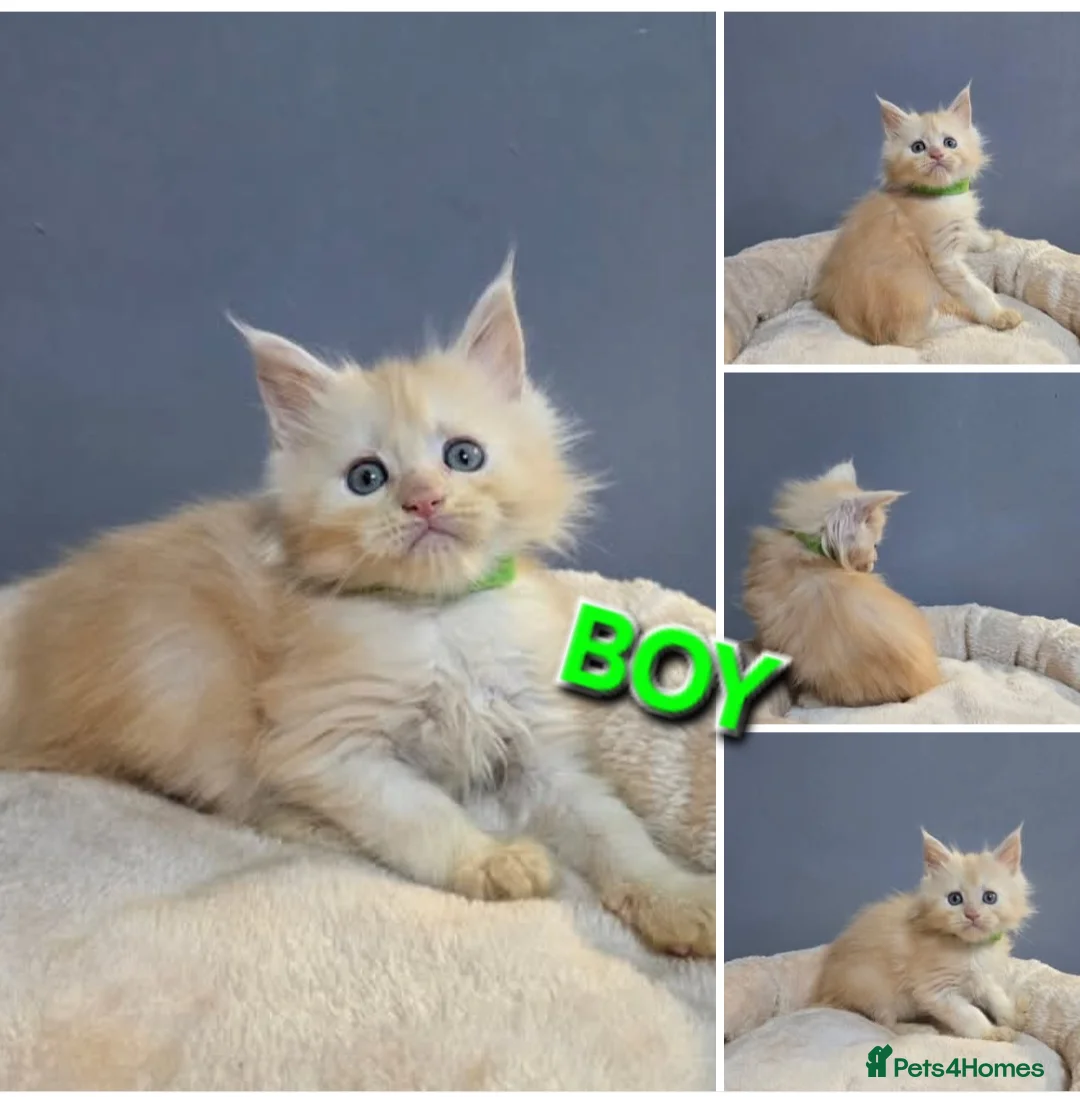 Maine Coon cats for sale: Last Girl -  Pure breed Maine Coon Kittens  - Advert 20