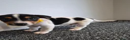 Jack Russell dogs for sale: Pure Jack russell puppies  in York - Advert 7