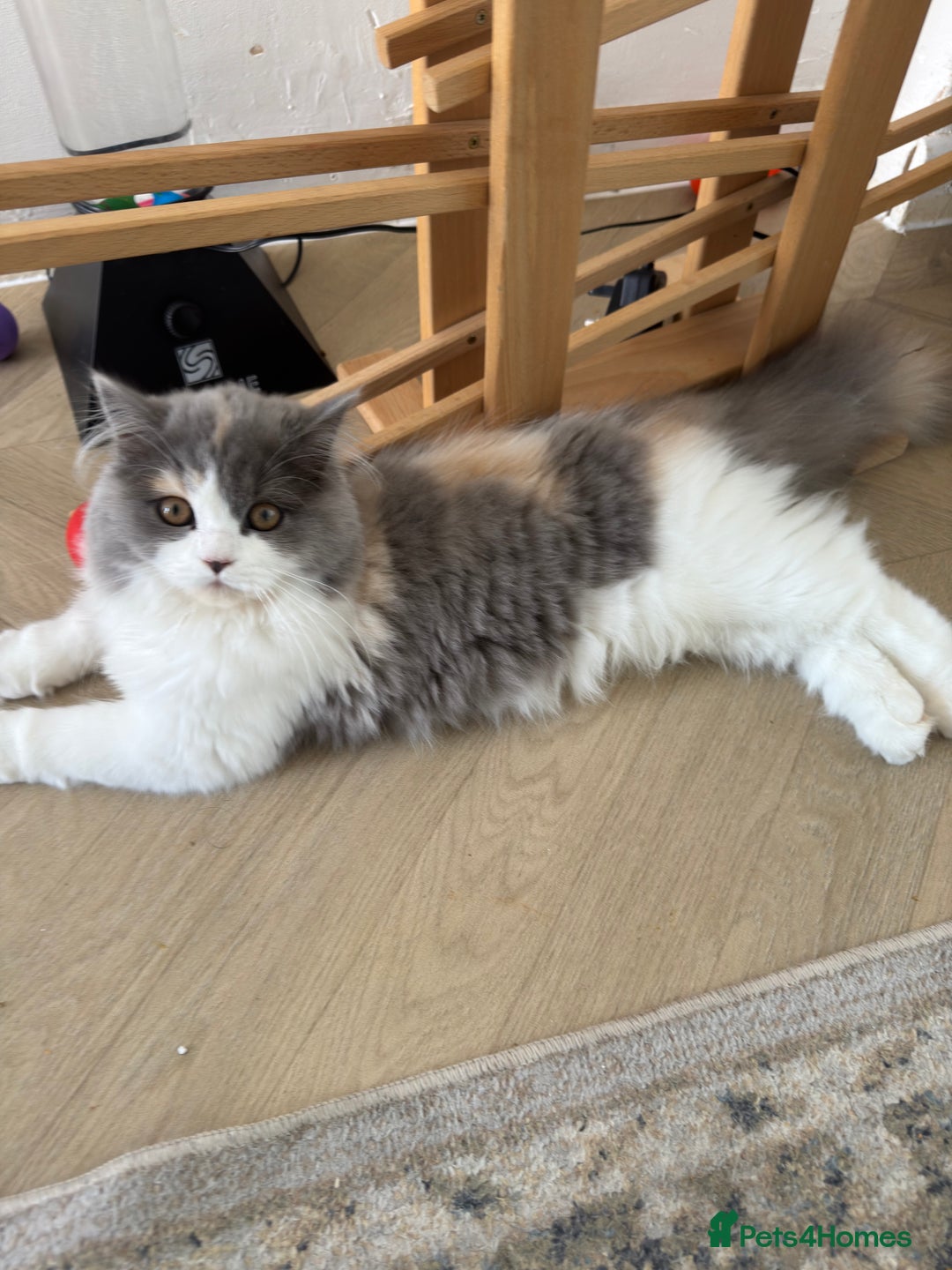 British Longhair cats for sale: British grey white brown long hair - Image 1