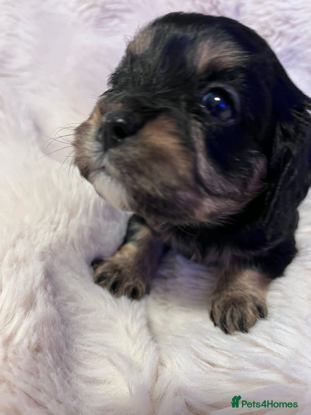 Cavapoo dogs for sale: Beautiful F1B REVERSE Cavapoos - Advert 15