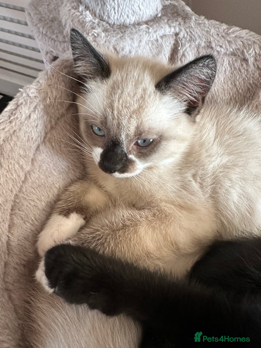 Ragdoll cats for sale: Ragdoll mix - Advert 13