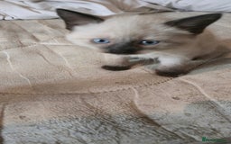 Mixed Breed cats for sale: 8 beautiful kittens ready for 1/09/2025 - Image 12