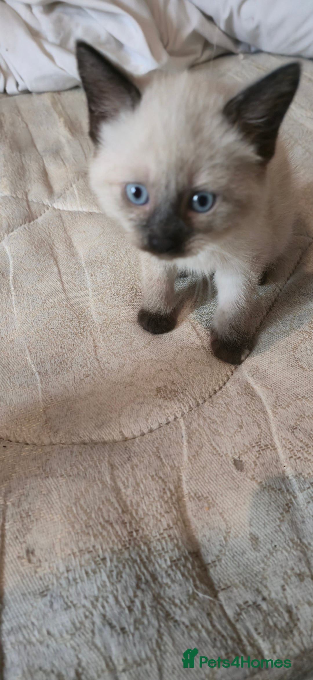 Mixed Breed cats for sale: 8 beautiful kittens ready for 1/09/2025 - Image 12