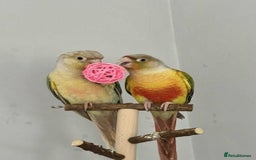 Conures birds for sale: Two green cheek conures for sale - Image 2