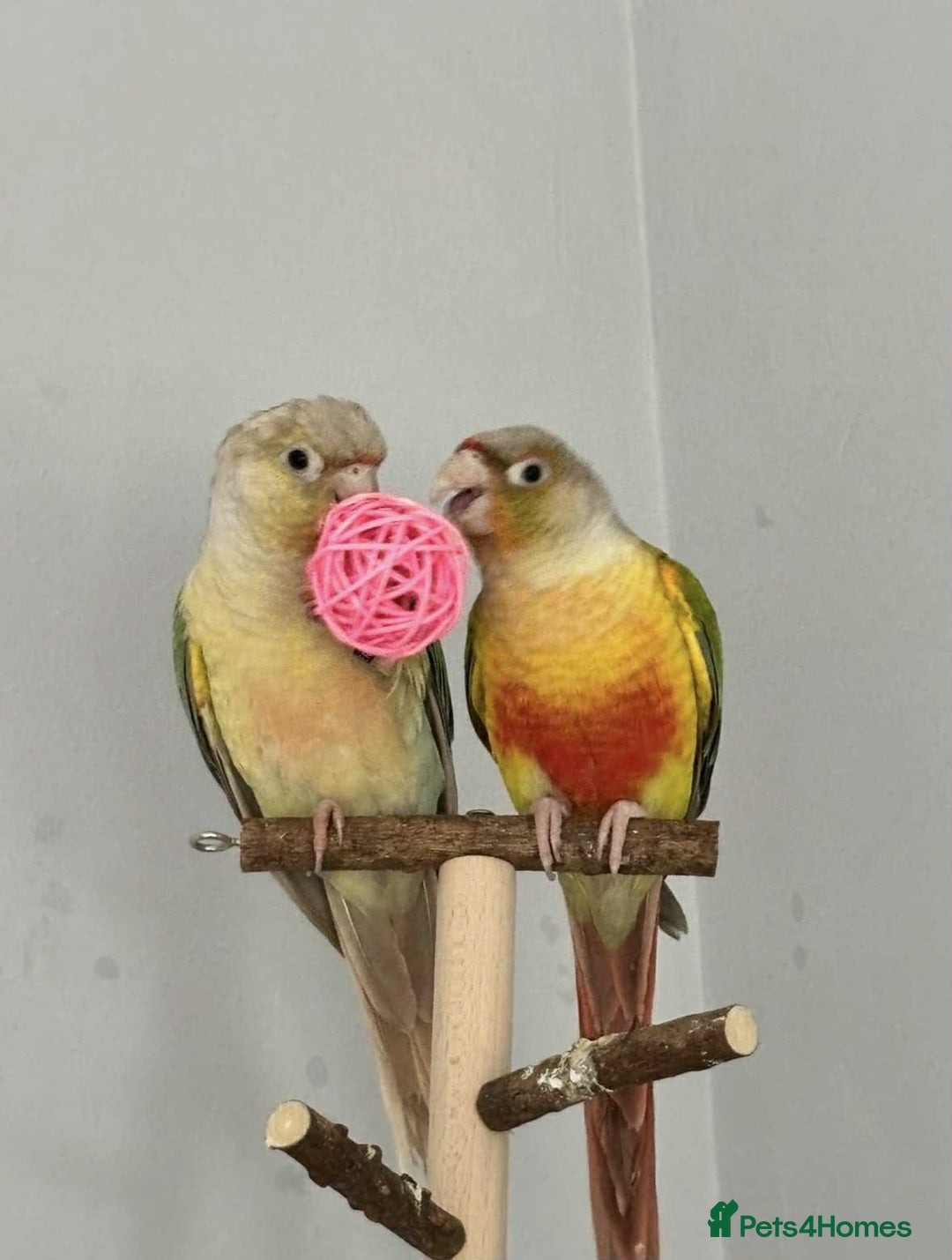 Conures birds for sale: Two green cheek conures for sale - Image 2