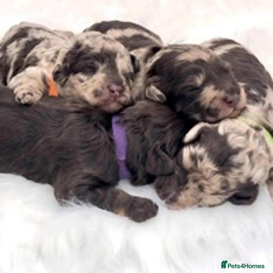 Toy Poodle dogs for stud: Percy KC Chocolate Phantom Toy Poodle Stud in Middlesbrough - Advert 7