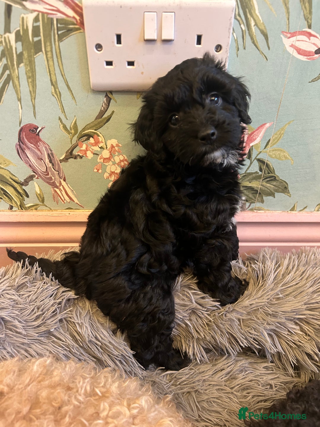 Toy Poodle dogs for sale: Beautiful Toy poodle girls Available next weekend  - Advert 10
