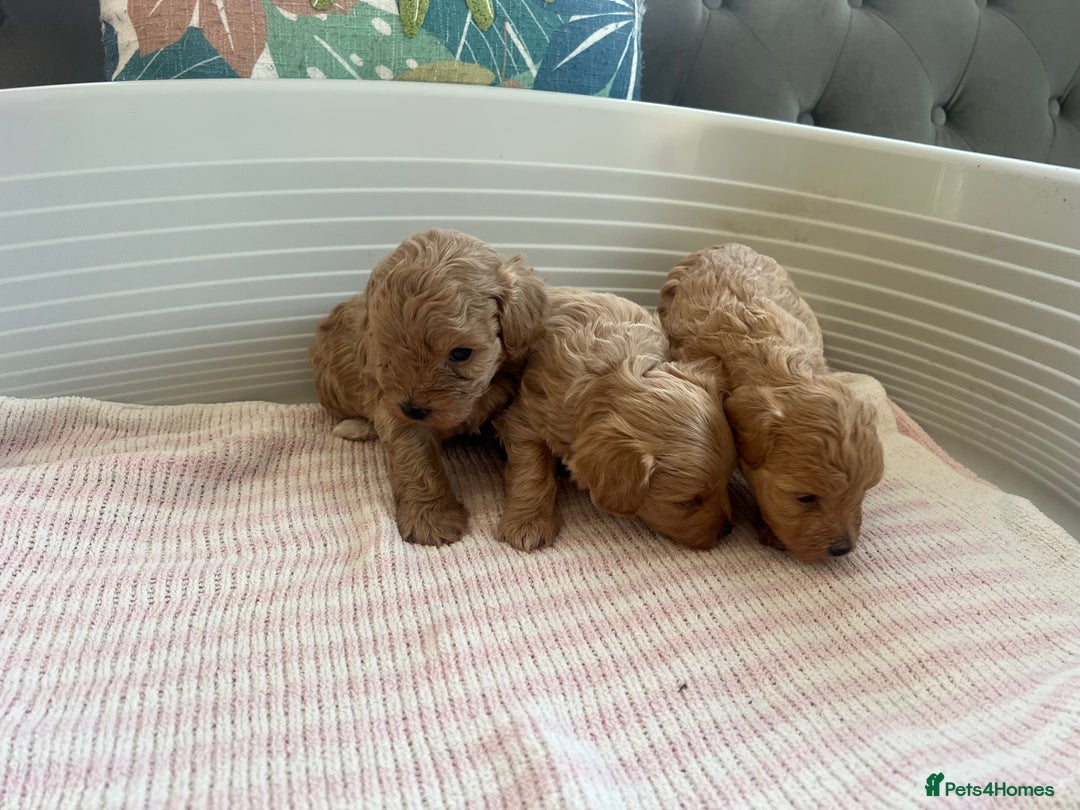 Maltipoo dogs for sale: Gorgeous Maltipoo Puppies - Image 4