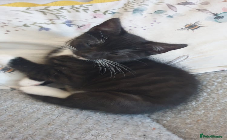 Mixed Breed cats 1 kitten left looking for forever homes. - Advert 5