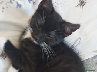 Mixed Breed cats 1 kitten left looking for forever homes. - Advert 15